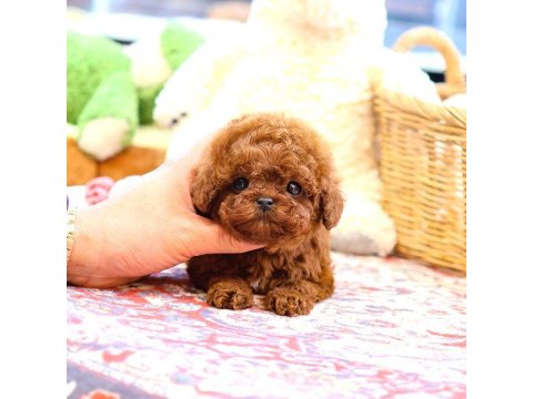 Toy Poodle Yavrularım