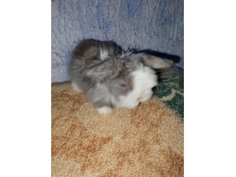 Teddy Lop Tavşanı Yavrular
