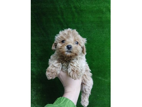 Iırk Ve Sağlık Garantili Maltipoo Köpeği Yavrular