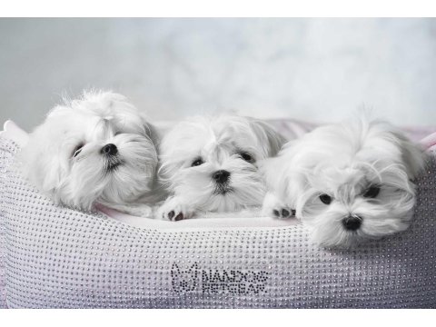 Korean Maltese Terrier