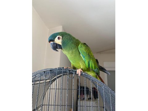 Cüce Macaw (Elcik) 1 Yaşında