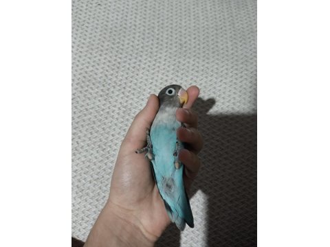 Yeni Yeme Düşmüş Evcil Cennet Papağanı