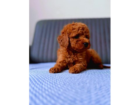 Toy Poodle Cins Yavru Köpeklerim