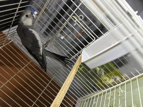 Erkek Sultan Papağanları