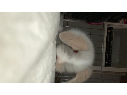 Yavru Hollanda Lop Tavşan Gri Beyaz