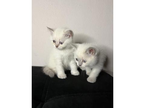 2 Yavru British Shorthair Kedilerimize Yavrular Arıyoruz