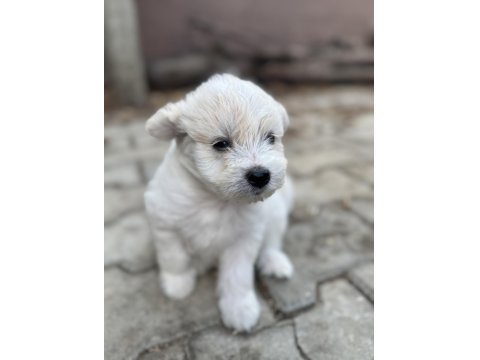 2 Aylık Maltese Terrier Köpeğimiz Erkek