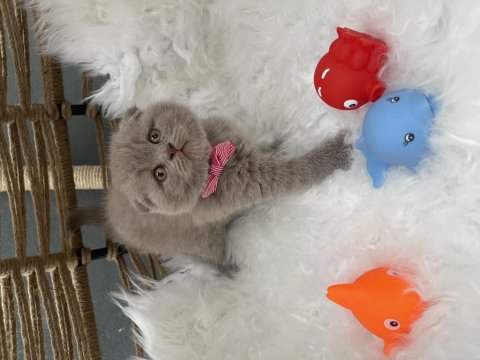 British Shorthair Lilak 2 Aylık