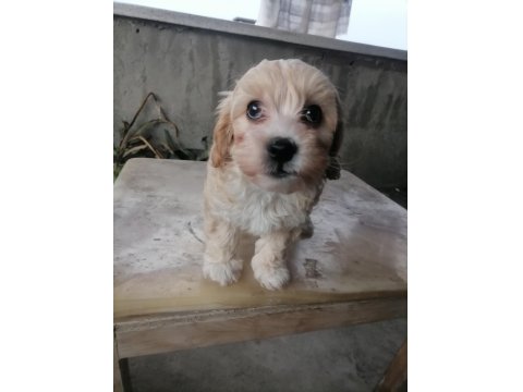 Küçük Boy Maltipoo