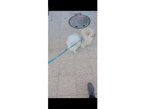 Pomeranian Boo 2 Yaşında Erkek