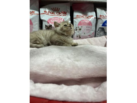 Irkının En İyi Örneklerinden British Kediler Yuvaya Hazır