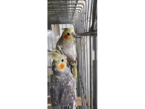 Yavru Yetişkin Sultan Papağanı