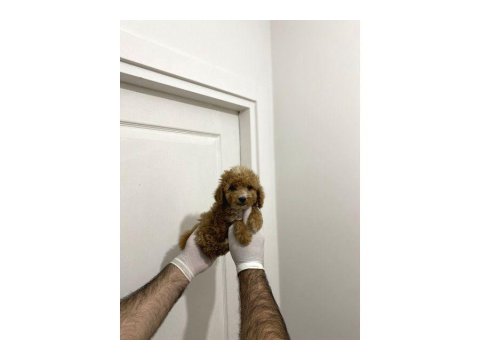 Sevimli Maltipoo Güzel Yüzlü Bebeklerimiz