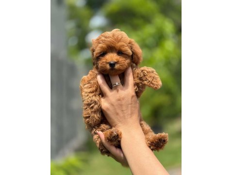 Toy Poodle Yavrular Teacup