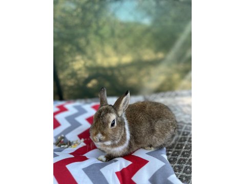 Aguti 4 Aylık Erkek Yavru Tavşan