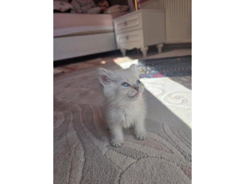 British Semi Longhair