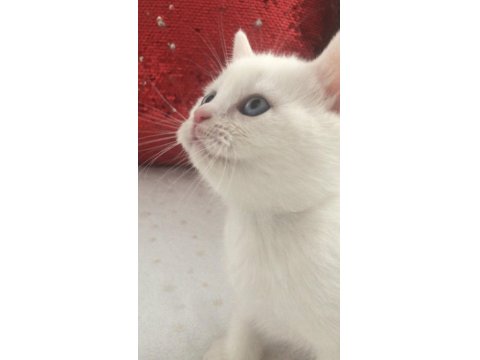 Kar Beyaz Mavi Gözlü British Shorthair Prens