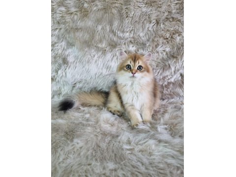 Organik Portakal British Kedimiz