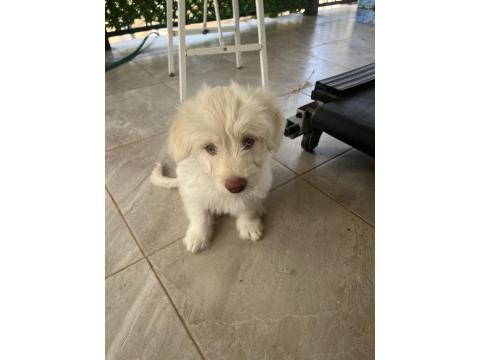 Maltipo Kırması 3 Aylık Erkek Köpek