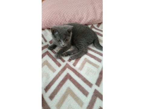 A Kalite British Shorthair