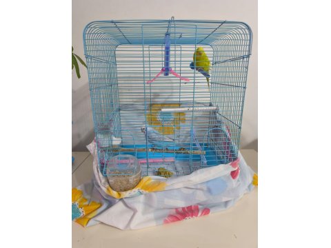 Konuşan Muhabbet Kuşu Çift Mükemmel İkili