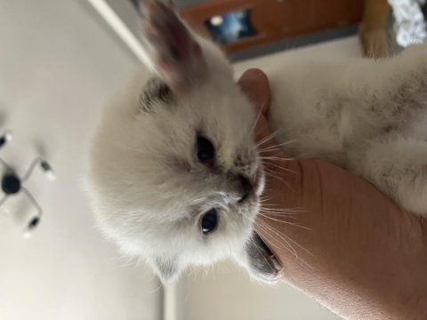 Eklem Ağrısız Kar Beyazları Scottish Fold