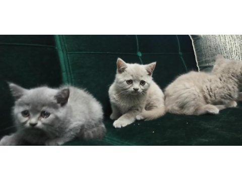 Safkan British Lilac Yavrular