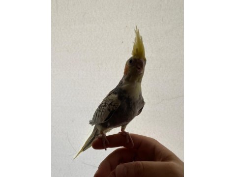 Sultan Papağanı 3-6 Aylık