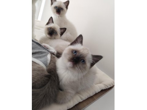 Küçük Minik Ragdoll Kalpler Ailelerini Sabırsızlıkla Bekliyor