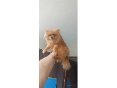 Pomeranian 6 Aylık