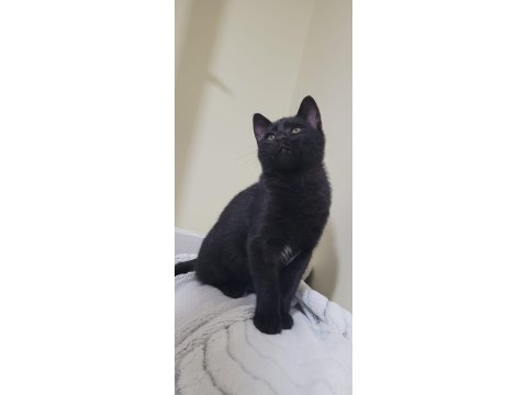 Kömür Gibi Kedimize Acil Yuva