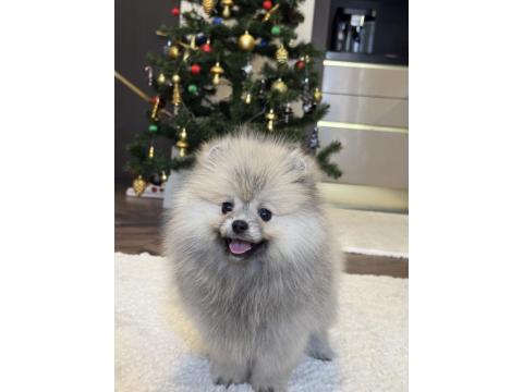 Gülen Yüz Üst Düzey Dişi Pomeranian