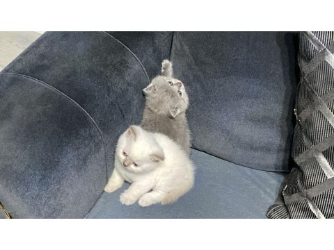 2 Aylık British Shorthair Yavrular