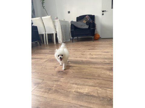 3 Aylık Pomeranian