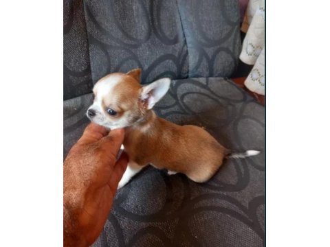 Elma Kafa Küt Burunlu Chihuahua