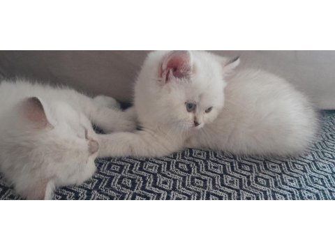 British Shorthair Blue Point