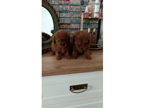 İzmir'in En Güzel Bebekleri Poodle