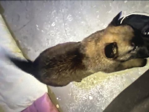 55 Günlük İki Dişi Belçika Kurdu