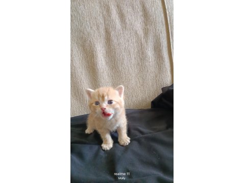 Yuvaya Değil, Bir Kalbe Misafir Olacak Golden Erkek British Yavru Rezervasyona Açıldı