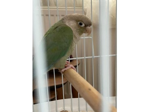 Eğitime Açık Konur Papağanımız