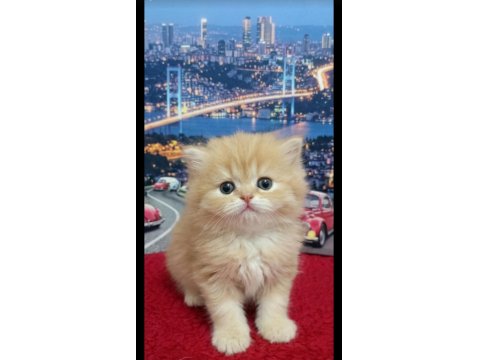 British Shorthair Yavrular