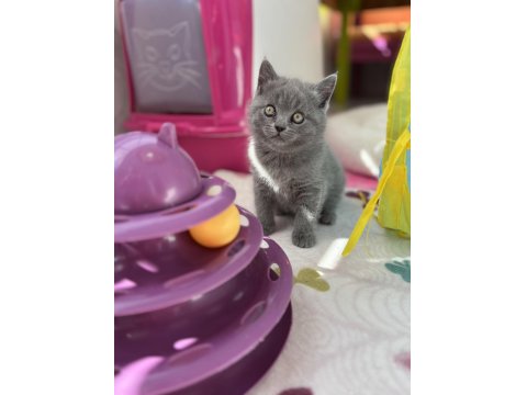 British Shorthair Dişi Yavrum