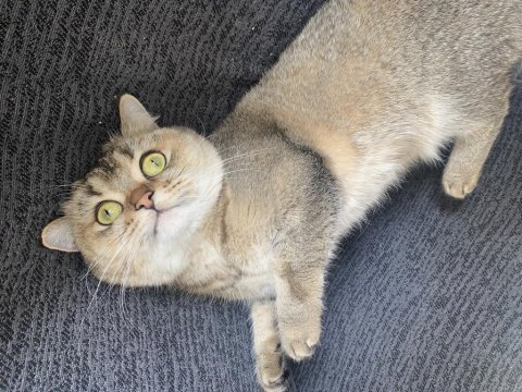 Kedimiz Mişa Yeni Yuvasını Arıyor