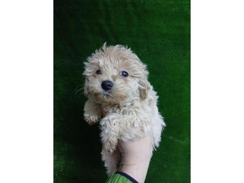 Irk Ve Sağlık Garantili Maltipoo Bebekler