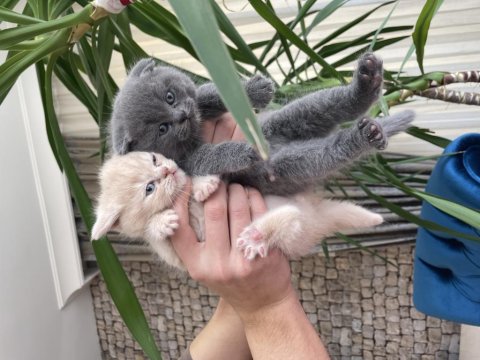 British Shorthair Son Yavru Lilac