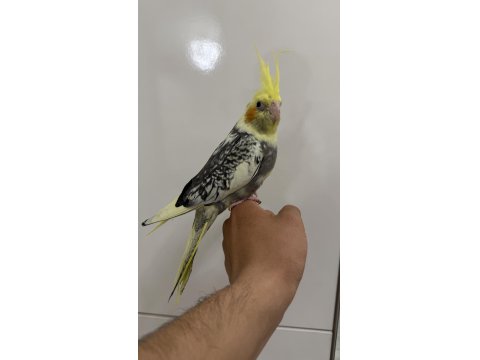 Sultan Papağan Yavrusu Sahiplendirilecek