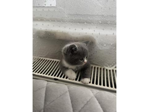 Yavru Kedilerimizi Sahiplendirme