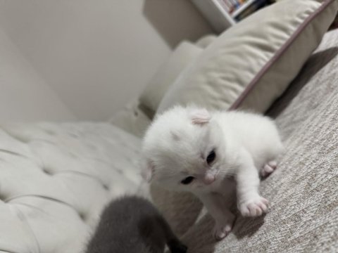 Eğik Kulak Scottish Fold Kediler