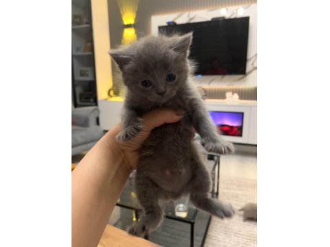 1,5 Aylık British Shorthair