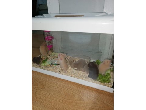4 Haftalık Evcil Suriye Hamsterları Yeni Yuvalarını Bekliyor